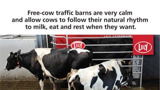 Free-cow traffic barns are very calm
and allow cows to follow their natural rhythm
to milk, eat and rest when they want.
 