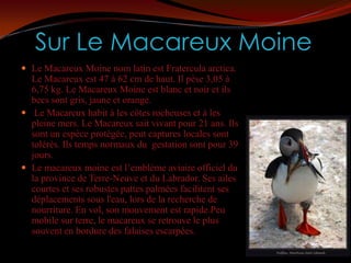 Sur Le Macareux Moine
 Le Macareux Moine nom latin est Fratercula arctica.
  Le Macareux est 47 à 62 cm de haut. Il pèse 3,05 à
  6,75 kg. Le Macareux Moine est blanc et noir et ils
  becs sont gris, jaune et orange.
 Le Macareux habit à les côtes rocheuses et à les
  pleine mers. Le Macareux sait vivant pour 21 ans. Ils
  sont un espèce protégée, peut captures locales sont
  tolérés. Ils temps normaux du gestation sont pour 39
  jours.
 Le macareux moine est l’emblème aviaire officiel du
  la province de Terre-Neuve et du Labrador. Ses ailes
  courtes et ses robustes pattes palmées facilitent ses
  déplacements sous l'eau, lors de la recherche de
  nourriture. En vol, son mouvement est rapide.Peu
  mobile sur terre, le macareux se retrouve le plus
  souvent en bordure des falaises escarpées.
 