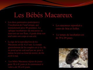 Les Bébés Macareux
• Les deux partenaires participent à
  l’incubation de l’œuf unique, qui            • Les macareux reproduit a
  normalement pèse 40 grammes. La                cours de Juin et Juillet.
  «plaque incubatrice» du macareux se
  trouvant sur son flanc, il garde donc son
                                               •   Le temps de incubation est
  œuf entre son corps et son aile.
                                                   de 39 à 49 jours.
• La âge de la reproduction de les
  Macareux est de 4 à 5 ans. Le temps
  généralement de les couples est à vie. Ils
  ne pond qu'un seul œuf par an, posé à
  même la terre au fond du terrier, de fin
  avril à mai.

•   Les bébés Macareux séjour de jeune
    pour 38 à 41 jours et ils commencer à
    voler a de 38 à 41 jours.
 
