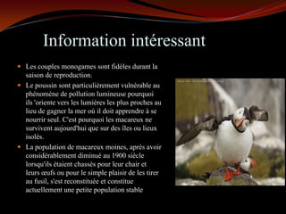 Information intéressant
 Les couples monogames sont fidèles durant la
  saison de reproduction.
 Le poussin sont particulièrement vulnérable au
  phénomène de pollution lumineuse pourquoi
  ils 'oriente vers les lumières les plus proches au
  lieu de gagner la mer où il doit apprendre à se
  nourrir seul. C'est pourquoi les macareux ne
  survivent aujourd'hui que sur des îles ou lieux
  isolés.
 La population de macareux moines, après avoir
  considérablement diminué au 1900 siècle
  lorsqu'ils étaient chassés pour leur chair et
  leurs œufs ou pour le simple plaisir de les tirer
  au fusil, s'est reconstituée et constitue
  actuellement une petite population stable
 