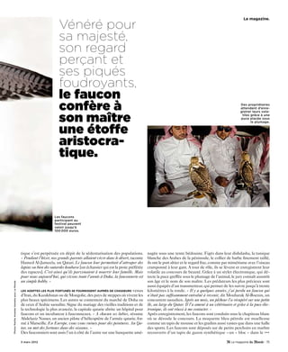 Vénéré pour
                                                                                                                                                                                     Le magazine.




                                                                    sa majesté,
                                                                    son regard
                                                                    perçant et
                                                                    ses piqués
                                                                    foudroyants,
                                                                    le faucon
                                                                    confère à                                                                                                      Des propriétaires
                                                                                                                                                                                   attendent d’enre-



                                                                    son maître
                                                                                                                                                                                   gistrer leurs vola-
                                                                                                                                                                                    tiles grâce à une
                                                                                                                                                                                   puce placée sous
                                                                                                                                                                                          le plumage.


                                                                    une étoffe
                                                                    aristocra-
                                                                    tique.



                                                                 Les faucons
                                                                 participant au
                                                                 festival peuvent
                                                                 valoir jusqu’à
                                                                 100 000 euros.




                                             tique s’est perpétuée en dépit de la sédentarisation des populations.      nagée sous une tente bédouine. Figés dans leur dishdasha, la tunique
                                             « Pendant l’hiver, nos grands-parents allaient vivre dans le désert, raconte
                                                                                                                        blanche des Arabes de la péninsule, le collier de barbe finement taillé,
                                             Hamed Al-Jameela, un Qatari. Le faucon leur permettait d’attraper des      ils ont le port altier et le regard fixe, comme par mimétisme avec l’oiseau
                                             lapins ou bien des outardes houbara [un échassier qui est la proie préféréecramponné à leur gant. A tour de rôle, ils se lèvent et enregistrent leur
                                             des rapaces]. C’est ainsi qu’ils parvenaient à nourrir leur famille. Mais  volatile au concours de beauté. Grâce à un stylet électronique, qui dé-
                                             pour nous aujourd’hui, qui vivons toute l’année à Doha, la fauconnerie est tecte la puce greffée sous le plumage de l’animal, le jury connaît aussitôt
                                             un simple hobby. »                                                         son âge et le nom de son maître. Les prédateurs les plus précieux sont
Photos Marthe Amanda Vannebo pour Le Monde




                                                                                                                        aussi équipés d’un transmetteur, qui permet de les suivre jusqu’à trente
                                             Les adeptes Les pLus fortunés se fournissent auprès de chasseurs venus     kilomètres à la ronde. « Il y a quelques années, j’ai perdu un faucon qui
                                             d’Iran, du Kazakhstan ou de Mongolie, des pays de steppes où vivent les n’était pas suffisamment entraîné à revenir, dit Moubarak Al-Boenin, un
                                             plus beaux spécimens. Les autres se contentent du marché de Doha ou concurrent saoudien. Après un mois, un pêcheur l’a récupéré sur une petite
                                             de ceux d’Arabie saoudite. Signe du mariage des vieilles traditions et de île, au large du Qatar. Il l’a amené à un vétérinaire et grâce à la puce élec-
                                             la technologie la plus avancée, la capitale qatarie abrite un hôpital pour tronique, ils ont réussi à me contacter. »
                                             faucons et un incubateur à fauconneaux. « A chacun ses lubies, résume Après enregistrement, les faucons sont conduits sous le chapiteau blanc
                                             Abdelaziz Nasser, un ancien pilote d’hélicoptère de l’armée qatarie, for- où se déroule le concours. La moquette bleu pétrole est moelleuse
                                             mé à Marseille. En Europe, vous vous ruinez pour des peintures. Au Qa- comme un tapis de mousse et les gradins aussi vastes que dans une halle
                                             tar, on met des fortunes dans des oiseaux. »                               des sports. Les faucons sont déposés sur de petits perchoirs en marbre
                                             Des fauconniers sont assis l’un à côté de l’autre sur une banquette amé- recouverts d’un tapis de gazon synthétique – un « bloc » dans le •••

                                             3 mars 2012                                                                                                                                          - 75
 