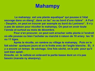 Mahampy   Le mahampy  est une plante aquatique* qui pousse à l’état sauvage dans un étang*, dans un lac* ou au bord d’une rizière* . A Fort - Dauphin, on peut en trouver par exemple au bord du Lanirano* . Il n’y a pas de saison pour récolter le mahampy. On peut en avoir toute l’année et surtout au mois de décembre.  Pour s’en procurer, on peut soit arracher cette plante à l’endroit où elle pousse ou bien l’acheter au marché à raison de 10 ariary  les 10 ou 11 tiges. Après la récolte, on ramène au village le mahampy.  Puis on le fait sécher  quelques jours et on le frotte avec de l'argile blanche.  Et,  il y a encore un temps  de séchage. Une fois séché, on le pile  pour qu'il soit bien aplati . Ensuite, on  le nettoie en enlevant la partie basse dont on n'a pas besoin (manala ny akanjony).   