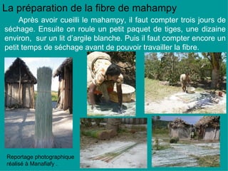La préparation de la fibre de mahampy Après avoir cueilli le mahampy, il faut compter trois jours de séchage. Ensuite on roule un petit paquet de tiges, une dizaine environ,  sur un lit d’argile blanche. Puis il faut compter encore un petit temps de séchage avant de pouvoir travailler la fibre. Reportage photographique réalisé à Manafiafy . 