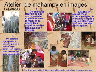 Atelier  de   mahampy en images  3.  On coupe la tige aplatie  en lanières plus ou moins large selon les besoins pour le tressage, avec une épingle à nourrice . Les étapes 2.  Attaché en paquet d’une dizaine de tiges,  le mahampy est posé sur une planche et tapé avec un pilon pour l’aplatir. 1 .  On enlève la fleur de  la tige sur l’extrémité supérieure avec la main  et on coupe bien aligné le bas des tiges avec un couteau. 4. La fibre est prête à être  travaillée; elle est pliée, tressée, nouée… 