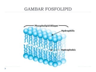 GAMBAR FOSFOLIPID
 