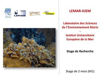 LEMAR-IUEM


 Laboratoire des Sciences
de l’Environnement Marin
             -
   Institut Universitaire
    Européen de la Mer


   Stage de Recherche




  Stage de 2 mois (M1)
 