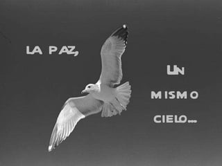 la paz, Un mismo cielo... 