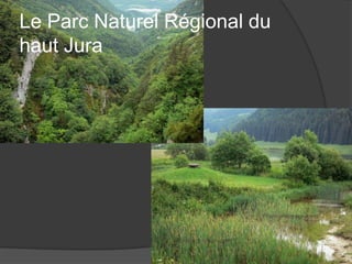 Le Parc Naturel Régional du
haut Jura

 