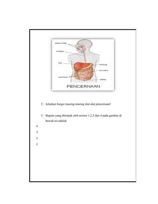 2 Jelaskan fungsi masing-masing alat-alat pencernaan!
3 Bagian yang ditunjuk oleh nomor 1,2,3 dan 4 pada gambar di
bawah ini adalah
4
3
2
1
 
