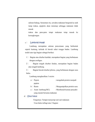 saluran hidung. Sementara itu, sewaktu makanan bergerak ke arah
tutup trakea, epiglotis akan menutup sehingga makanan tidak
masuk
trakea dan paru-paru tetapi makanan tetap masuk ke
kerongkongan.
c# Lambung (maag)
Lambung merupakan saluran pencernaan yang berbentuk
seperti kantung, terletak di bawah sekat rongga badan. Lambung
terdiri atas tiga bagian sebagai berikut:
1# Bagian atas disebut kardiak, merupakan bagian yang berbatasan
dengan esofagus.
2# Bagian tengah disebut fundus, merupakan bagian badan
atau tengah lambung.
3# Bagian bawah disebut pilorus, yang berbatasan dengan usus
halus.
Lambung menghasilkan 3 enzim:
a# Pepsin : mengubah protein menjadi
pepton
b# Renin : Mengumpulkan protein susu
c# Asam lambung/HCL : Membunuh kuman penyakit
yang masuk bersama makanan
d# Usus halus
Fungsinya: Tempat menyerap sari-sari makanan
Usus halus terbagi atas 3 bagian:
 