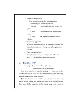 1# Usus 12 jari (duodenum)
Usus halus ini akan pergi ke saluran pankreas
Ada 3 enzim yang terdapat di pankreas
* Amilase : Mengubah zat tepung menjadi zat
gula
*Tripsin : Mengubah protein menjadi asam
amino
*Lipase : Mengubah asam lemak menjadi
gliserol
2#Usus kosong (jejenum)
permukaan dalam usus kosong berupa membran mukus dan
terdapat jonjot usus atau vili yang memperluas permukaan
dari usus.
3#Usus penyerapan (Ileum)
Usus penyerapan merupakan bagian terakhir dari usus
halus. Terletak setelah duodenum dan jejunum.
e# Usus besar (kolon)
Fungsinya: -Tempat sisa makanan (feses/tinja)
- Mengatur kadar air pada feses/tinja
Usus besar atau kolon memiliki panjang ± 1 meter dan terdiri
atas kolon ascendens (usus naik), kolon transversum (kolon mendatar),
dan kolon descendens (kolon menurun).
Di antara intestinum tenue (usus halus) dan intestinum crassum (usus
besar) terdapat sekum (usus buntu). Pada ujung sekum terdapat tonjolan
kecil yang disebut appendiks (umbai cacing) yang berisi massa sel
 