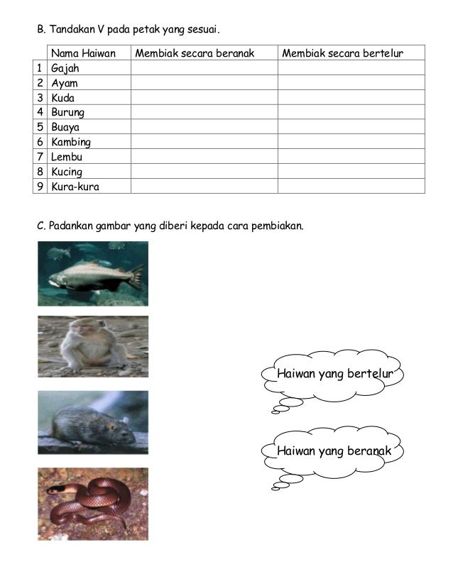 Download 530 Gambar Gajah Bertelur Paling Baru HD