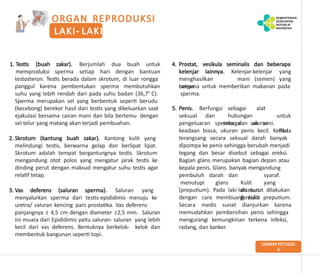 Lembar Balik Kesehatan Reproduksi Catin 120120[1] [Read-Only] - Copy.pptx
