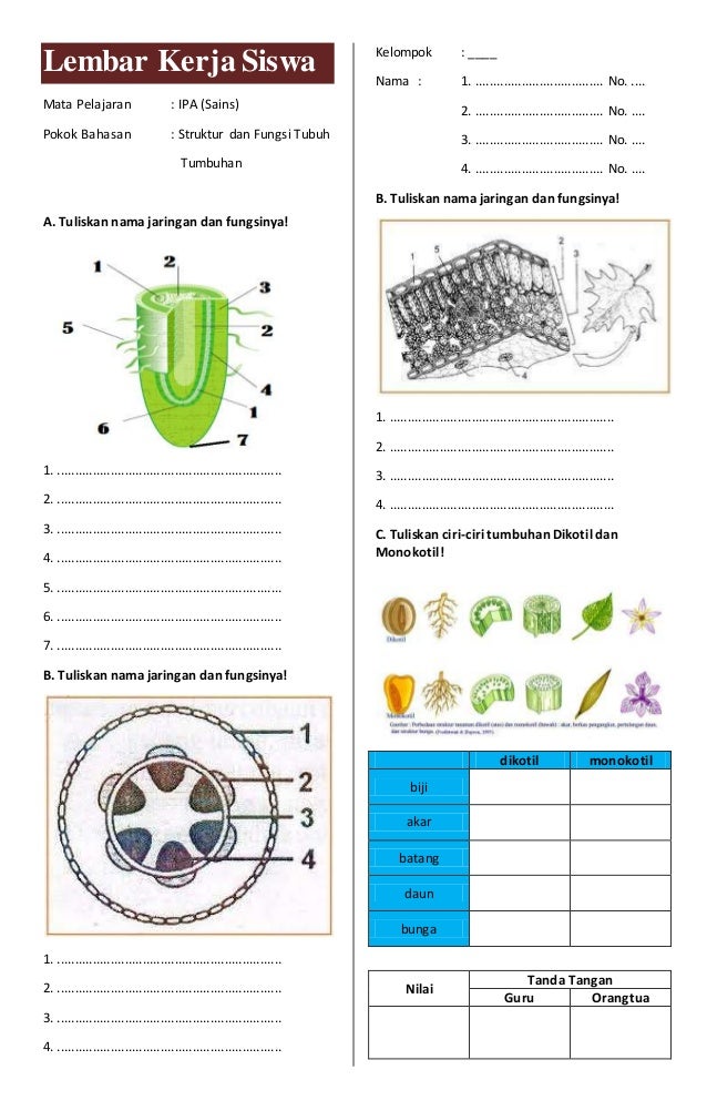  Materi  Struktur  Dan Fungsi Tumbuhan  Kelas 8