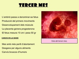 Tercer mes

L’embrió passa a denominar-se fetus
•



Producció del primers moviments
•



Desenvolupament dels músculs
•

...