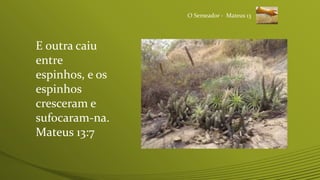 O Semeador - Mateus 13
E outra caiu
entre
espinhos, e os
espinhos
cresceram e
sufocaram-na.
Mateus 13:7
 
