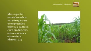 Mas, o que foi
semeado em boa
terra é o que ouve
e compreende a
palavra; e dá fruto,
e um produz cem,
outro sessenta, e
outro trinta.
Mateus 13:23
O Semeador - Mateus 13
 
