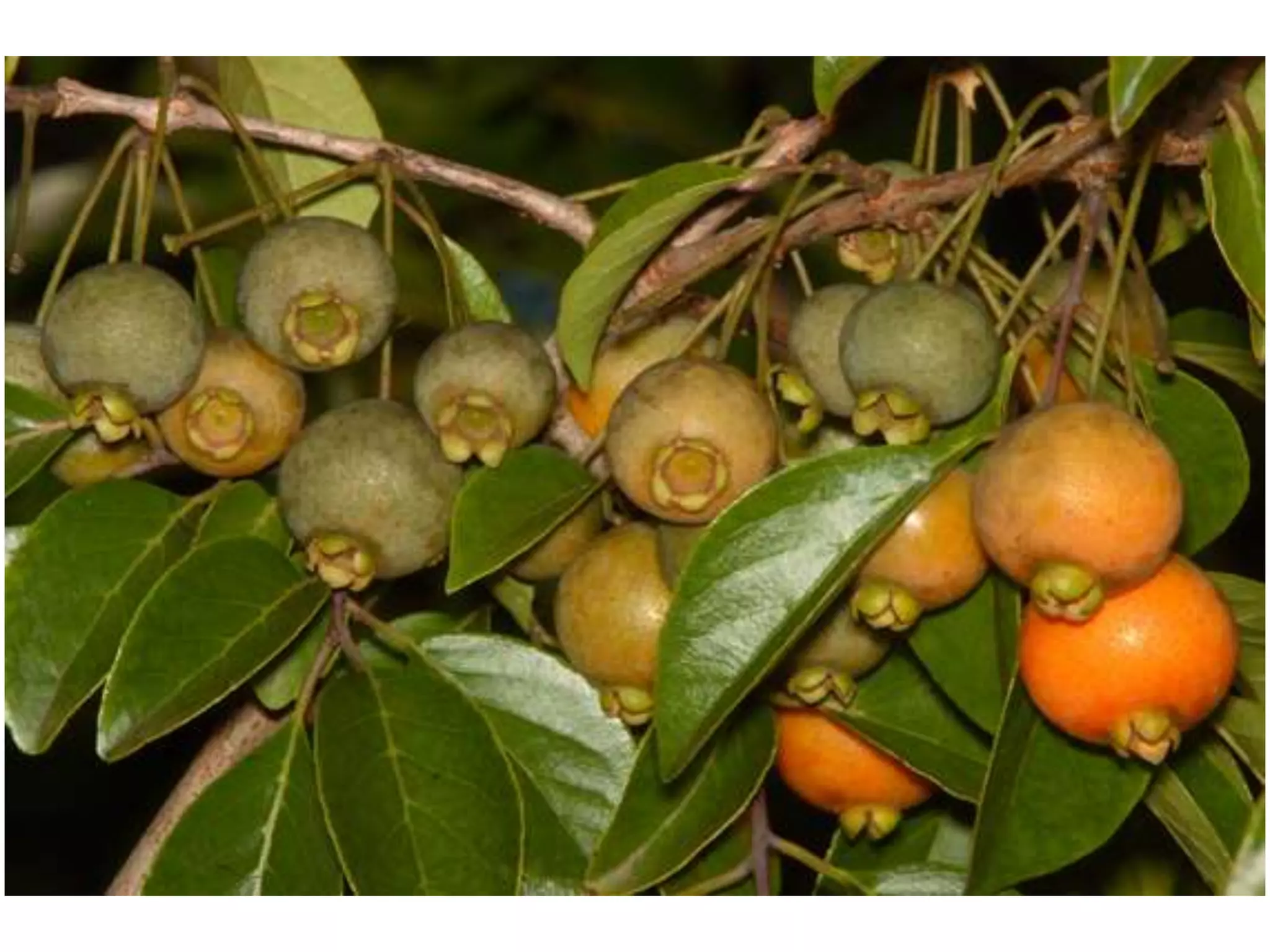 Lembra os nomes destas coisas todas