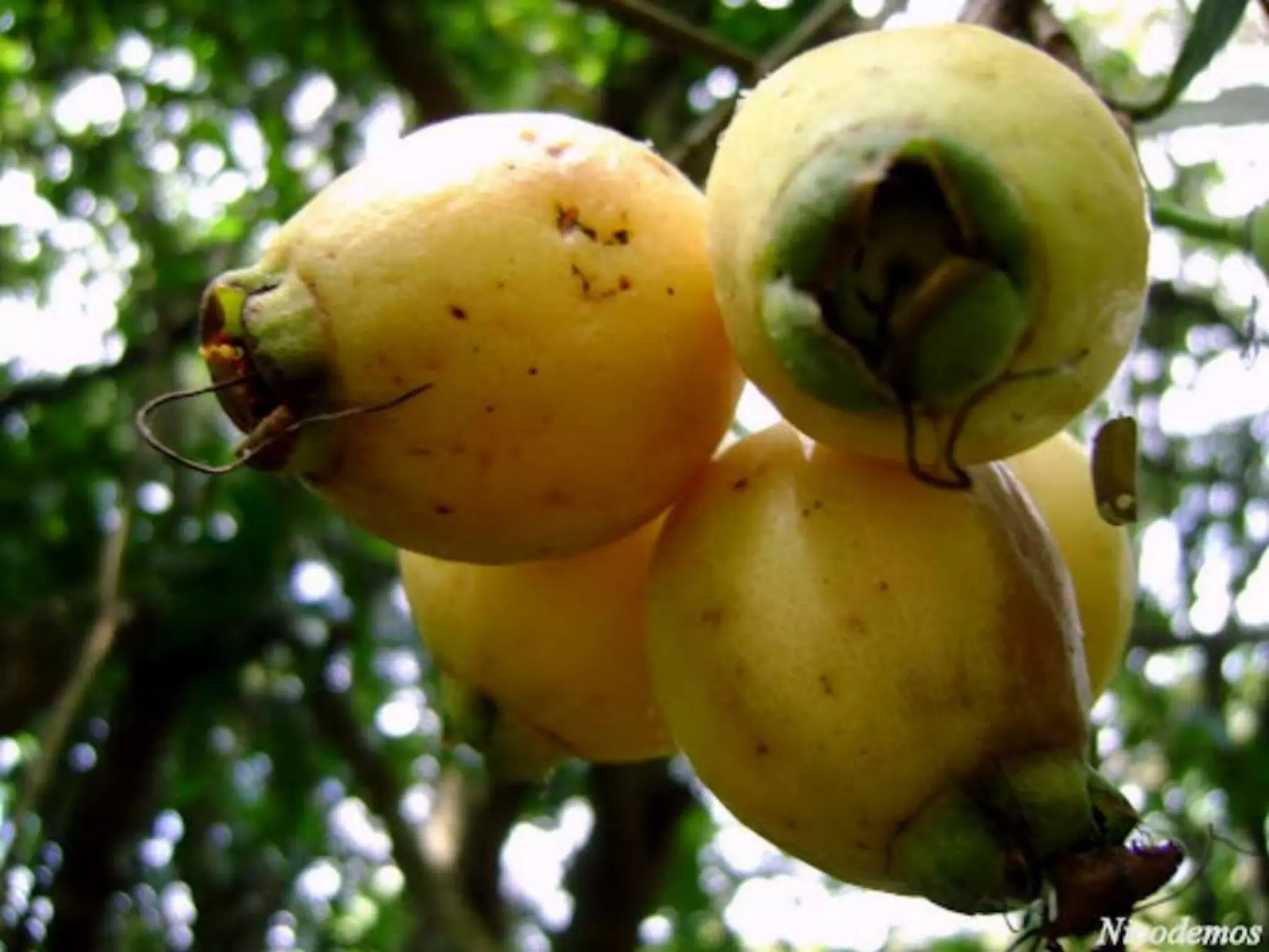 Lembra os nomes destas coisas todas