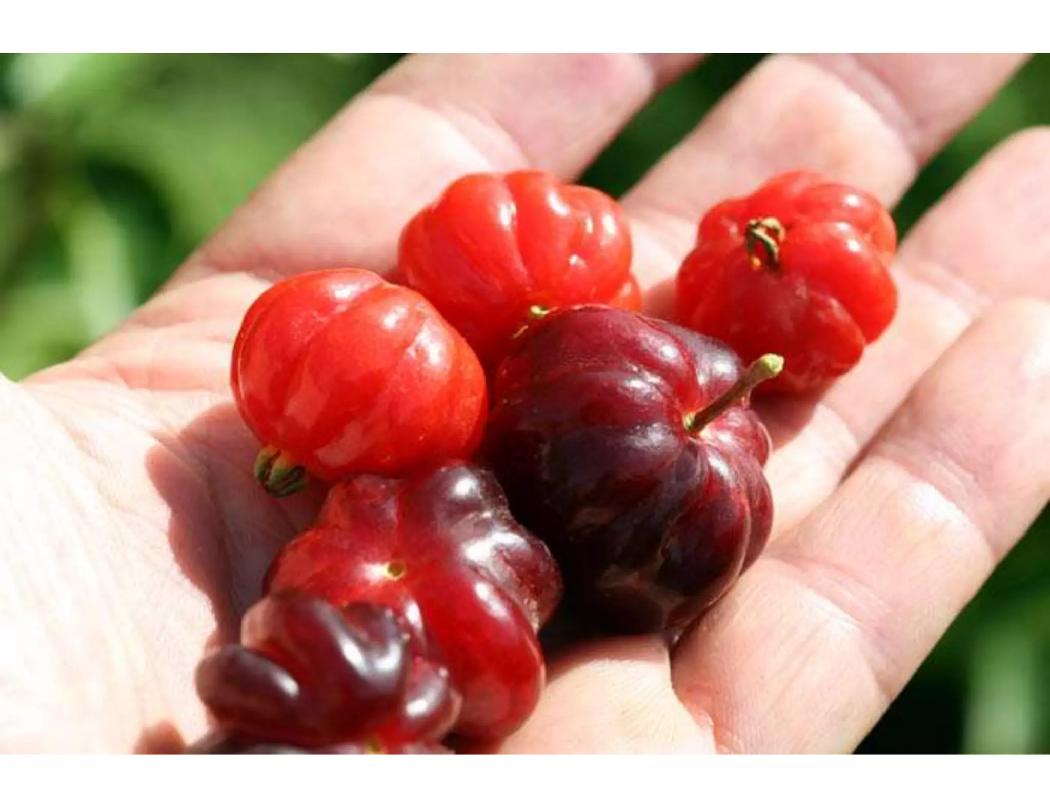 Lembra os nomes destas coisas todas