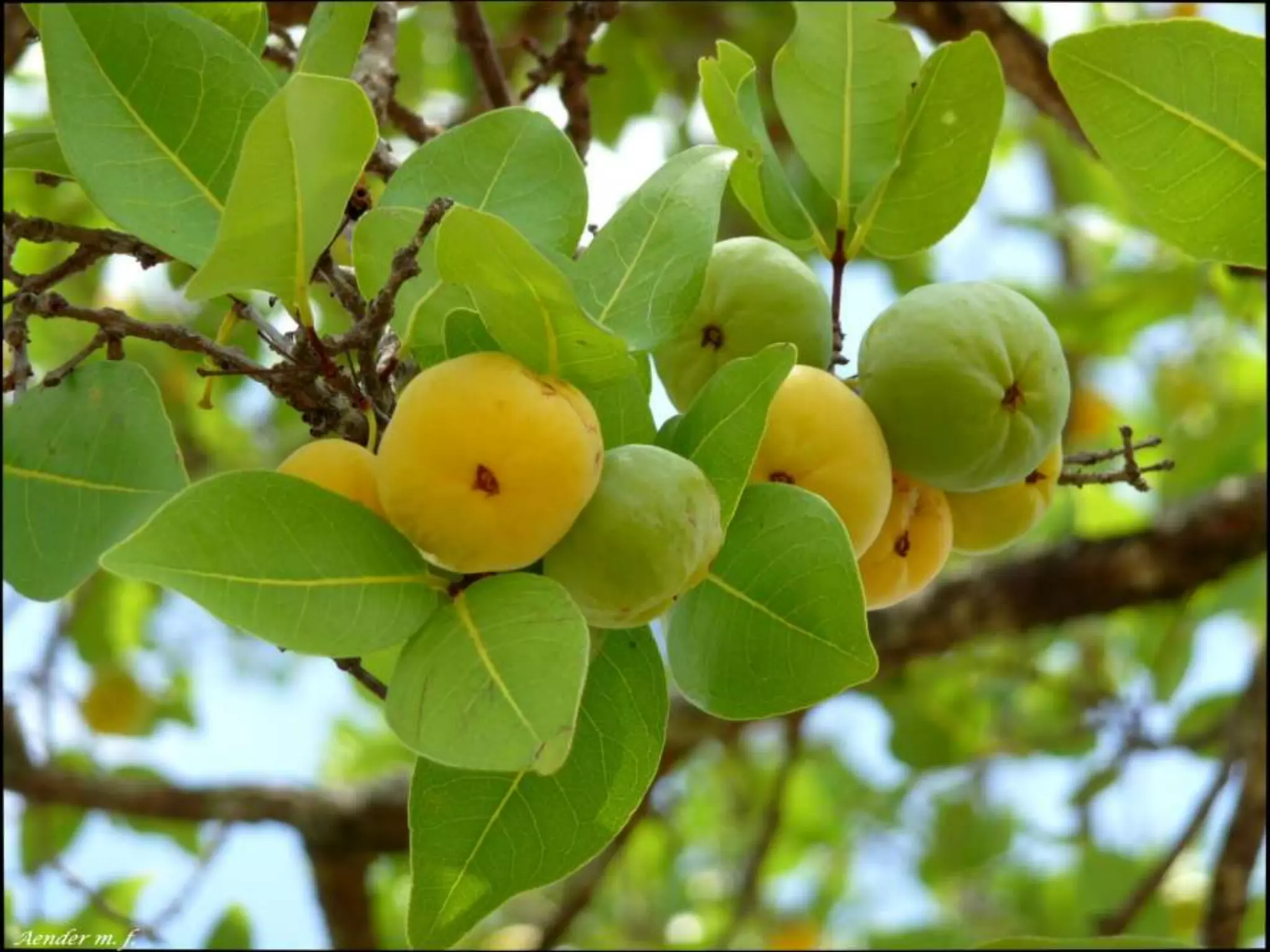 Lembra os nomes destas coisas todas