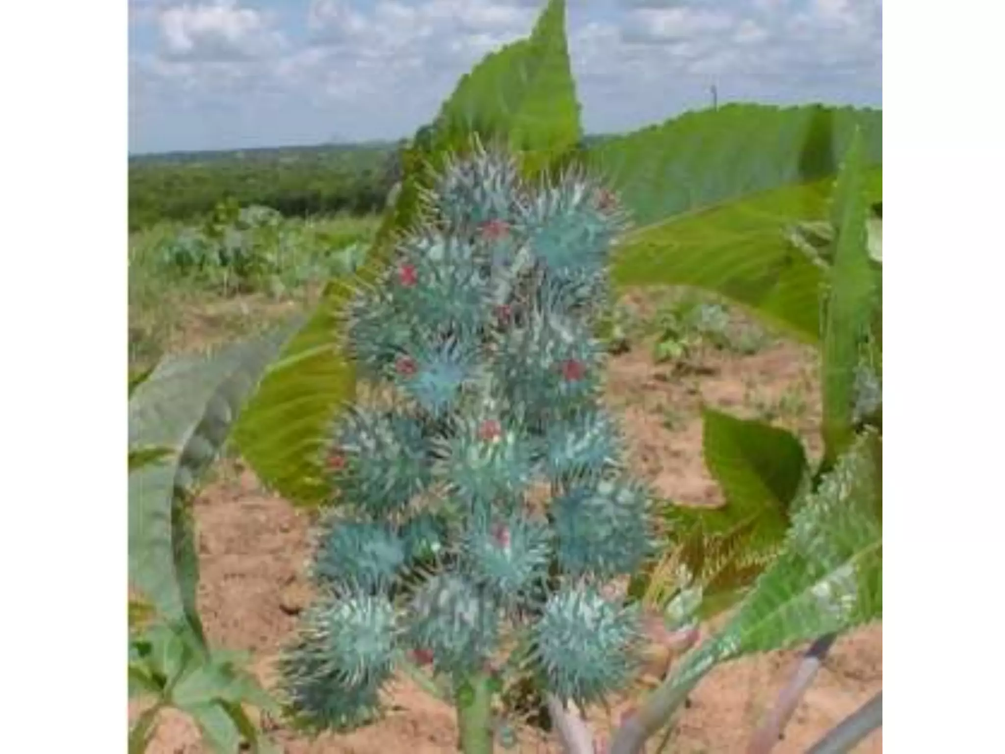 Lembra os nomes destas coisas todas