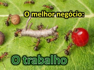 O melhor negócio:
 