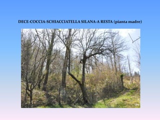 DECE-COCCIA-SCHIACCIATELLA SILANA-A RESTA (pianta madre)