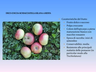 DECE-COCCIA-SCHIACCIATELLA SILANA-A RESTACaratteristiche del frutto