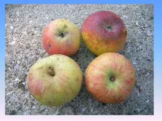 Conservabilità: media