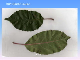 Resistente alle principali malattie delle pomacee (in particolar modo alla Ticchiolatura)