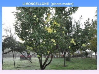 DON ANGELO  (pianta madre)