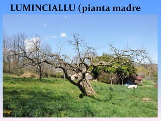 Polpa croccante alla raccolta e farinosa a completa maturazione