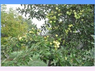 Colore dell’epicarpo a piena maturazione verde con screziature rosse