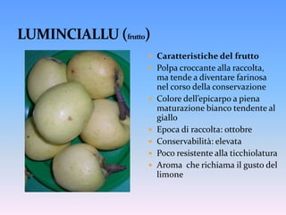 Epoca di raccolta: inizi di Ottobre