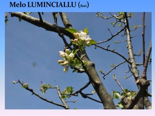 Molto resistente alle malattie