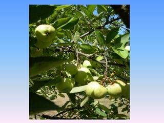 LIMONCELLONE  (pianta madre)