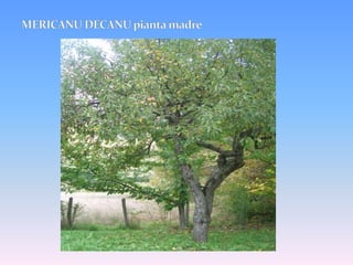 Polpa croccante alla raccolta