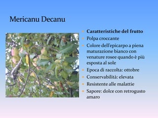 Colore dell’epicarpo a piena maturazione bianco tendente al giallo