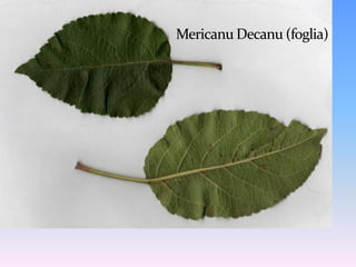 Conservabilità: scarsa