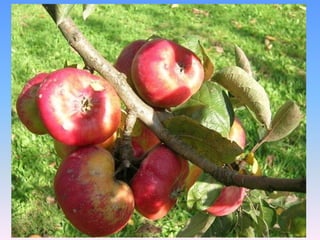 Sapore ed aroma  poco pronunciati