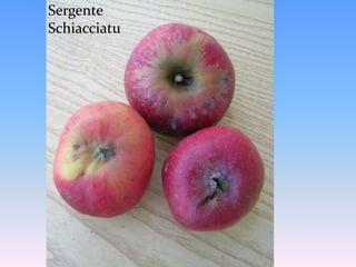 LUMINCIALLU (pianta madre