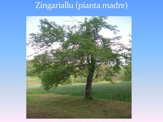 LUMINCIALLU (frutto)Caratteristiche del fruttoPolpa croccante alla raccolta, ma tende a diventare farinosa nel corso della conservazioneColore dell’epicarpo a piena maturazione bianco tendente al gialloEpoca di raccolta: ottobreConservabilità: elevataPoco resistente alla ticchiolaturaAroma  che richiama il gusto del limone