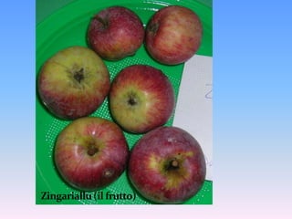 Melo LUMINCIALLU (fiori)