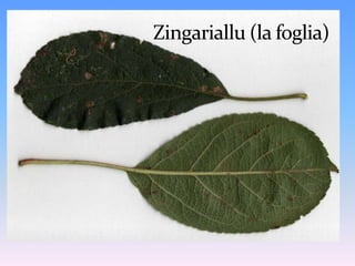 Mericanu Cintu Pianta madre