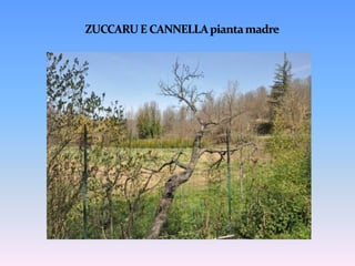 Mericanucintu (Frutto non a piena maturazione)Caratteristiche del fruttoMaturazione precoce (agosto)Poco resistente alle malattie Polpa farinosaAroma intenso