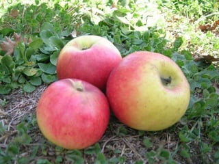 Melo Mericanu cintu (fiori)