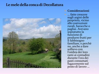 le mele della conca di Decollatura5Le mele della conca di DecollaturaConsiderazioni… fatte crescere sugli argini delle proprietà, vicino alle costruzioni rurali, baracche o pagliai. Avevano sopratutto la funzione di produrre frutti per il fabbisogno familiare, e perchè no, anche a dare sollievo con l’ombra dei loro rami ai contadini durante l’ora dei pasti consumati fugacemente sul posto di lavoro …