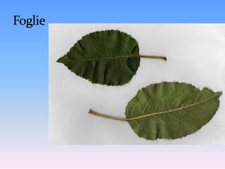 MERICANU DECANU pianta madre