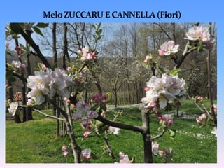 Mericanu DecanuCaratteristiche del fruttoPolpa croccanteColore dell’epicarpo a piena maturazione bianco con venature rosee quando è più esposta al soleEpoca di raccolta: ottobreConservabilità: elevataResistente alle malattieSapore: dolce con retrogusto amaro